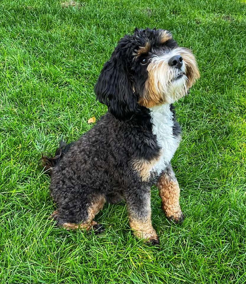 BERNEDOODLE STUDs F1B Tricolor TriMerle … Pets