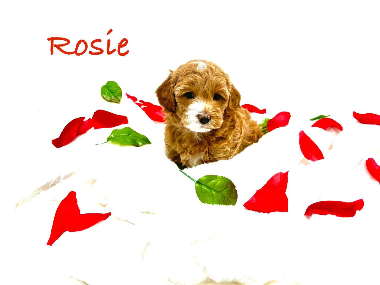 Hours of TrainingMicroMini and Teacup si… Pets