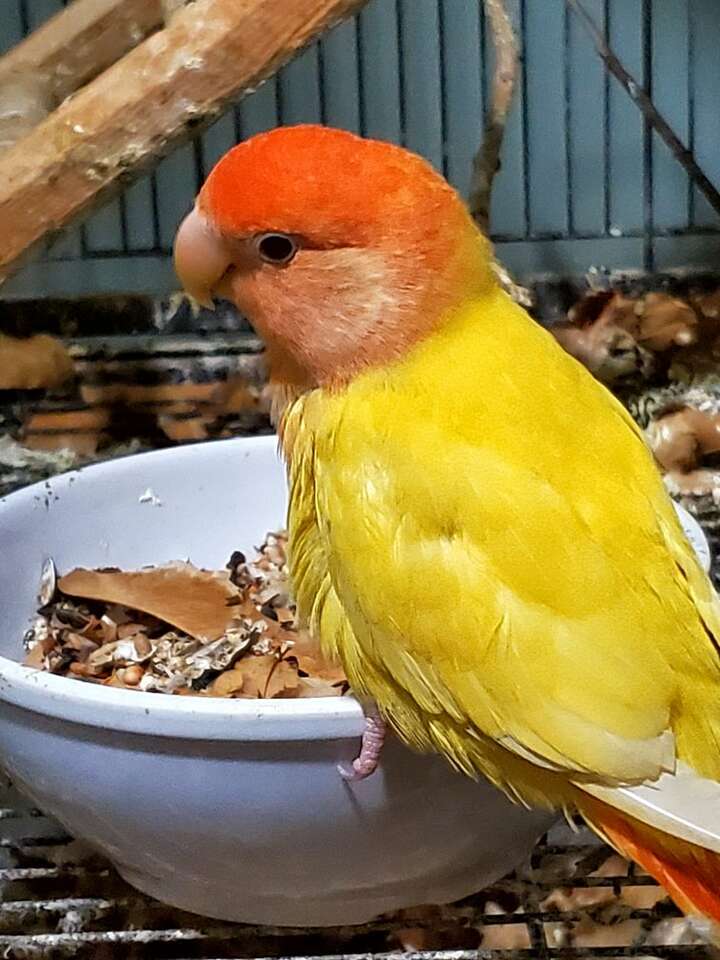 Orange and Yellow Lovebirds Pets