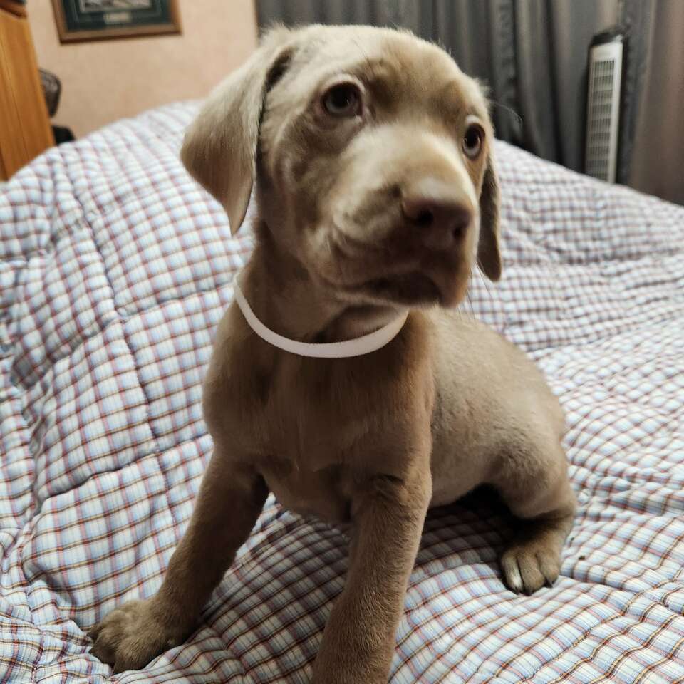 Labrador poodle / labradoodle Pets