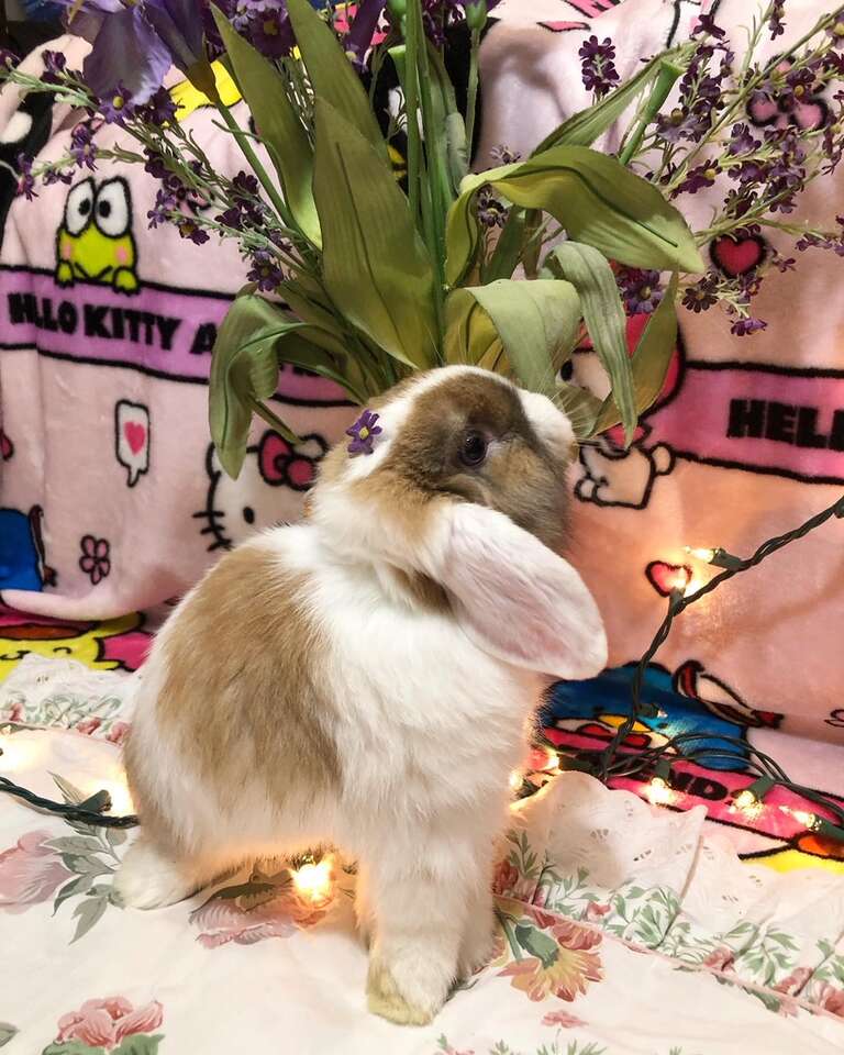 Friendly Holland Lop Bunny Boy