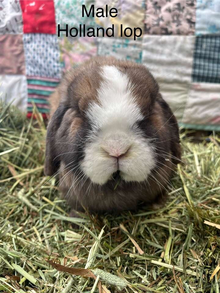 Holland Lop Boys