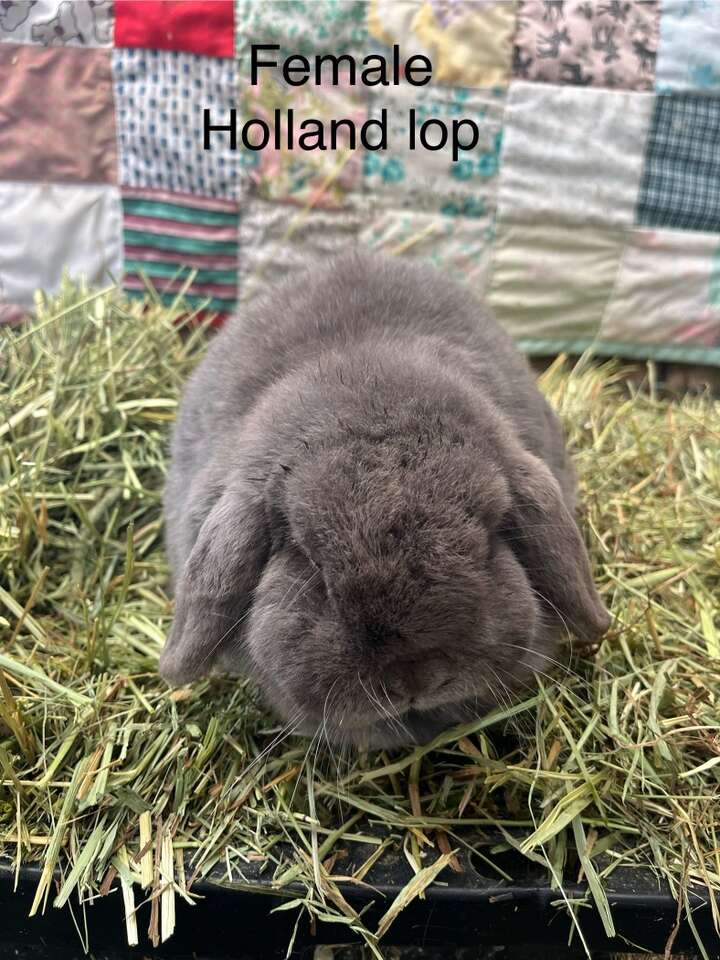 Holland Lop