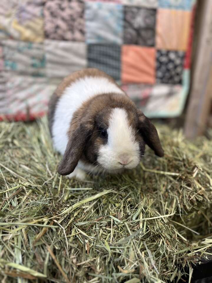 Pure Holland Lop Girl