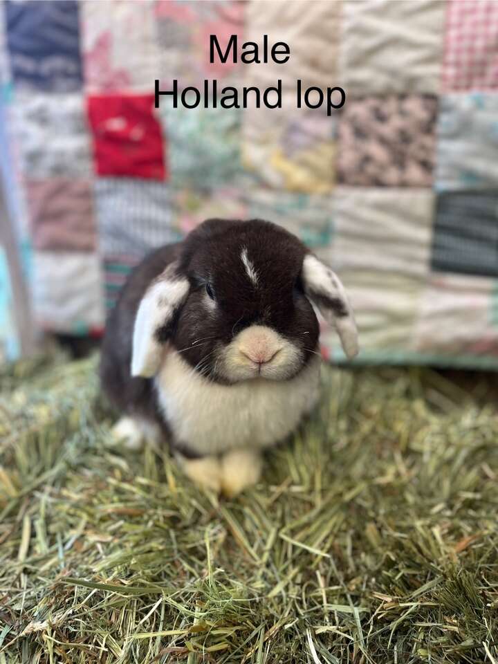 Holland Lop Boys