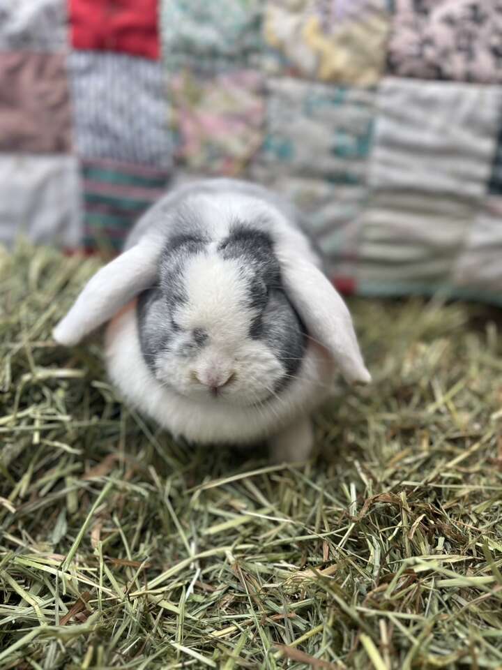 Holland Lop Girl's