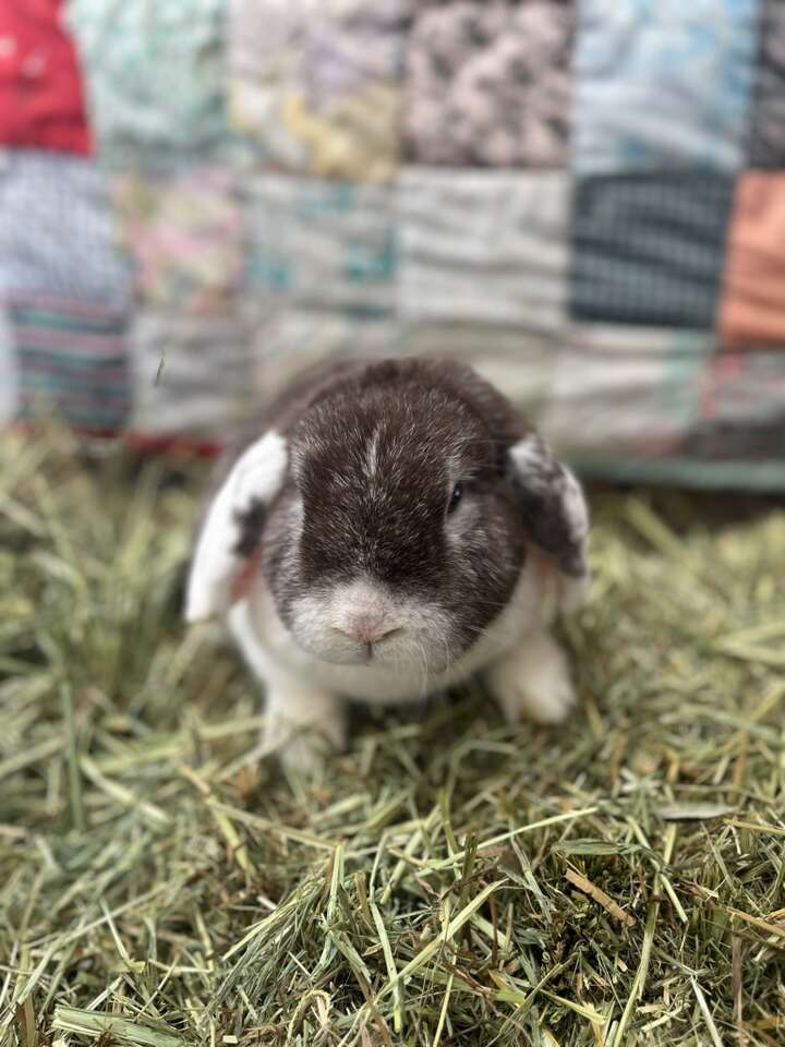 Holland Lop Girl's