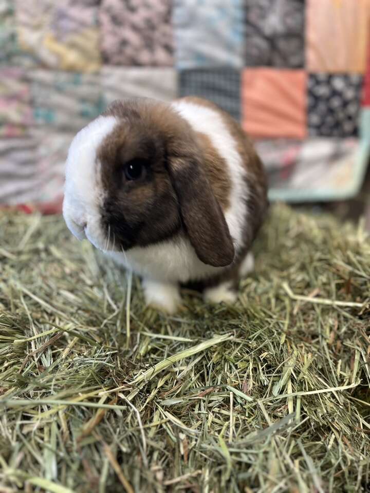 Holland Lop Girl