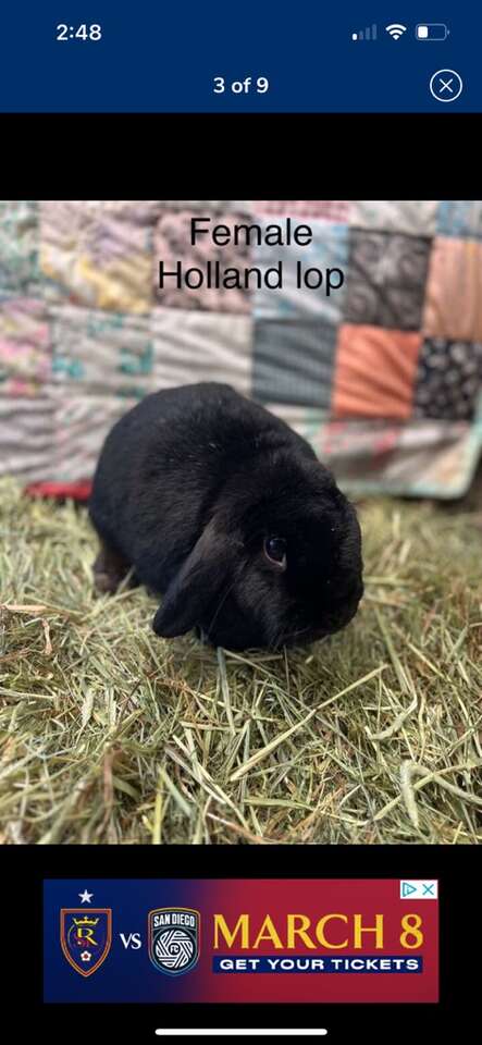 Holland Lop Girl