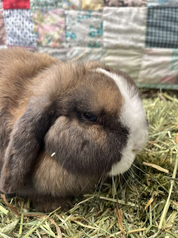 Holland Lop Boy