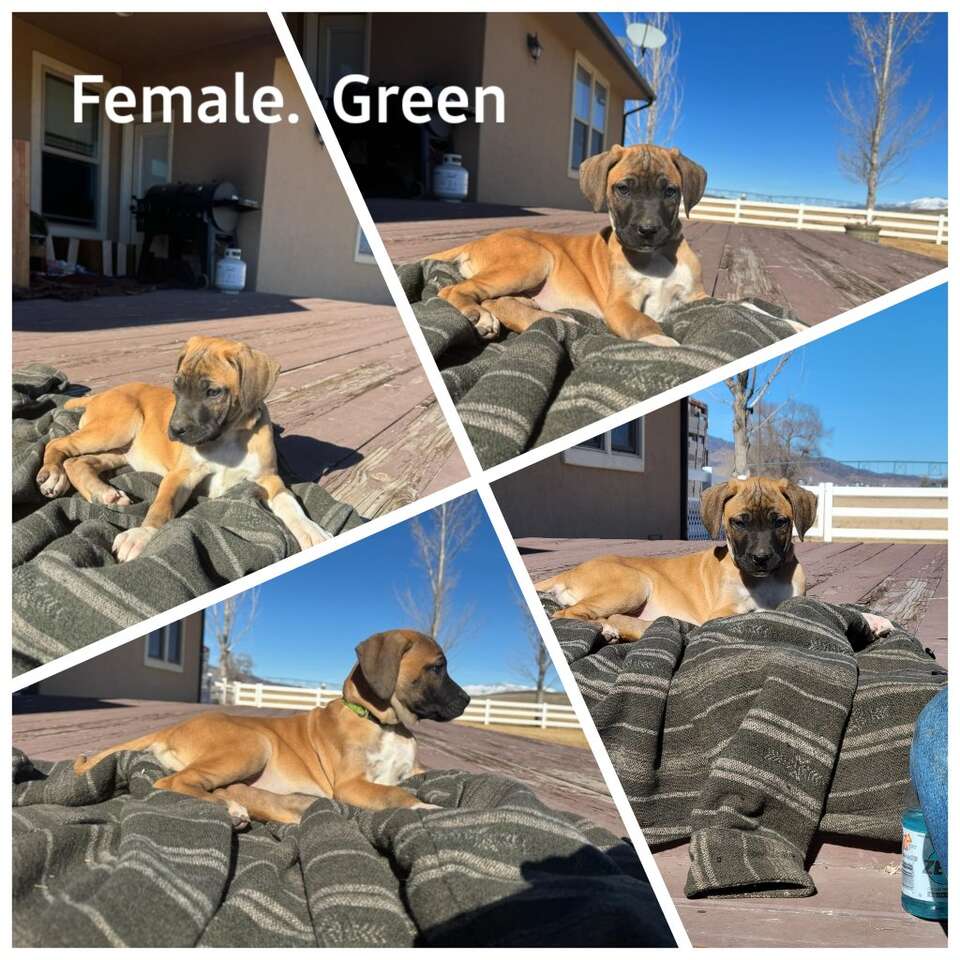 Catahoula X Rhodesian Ridgeback | Pets | ksl.com