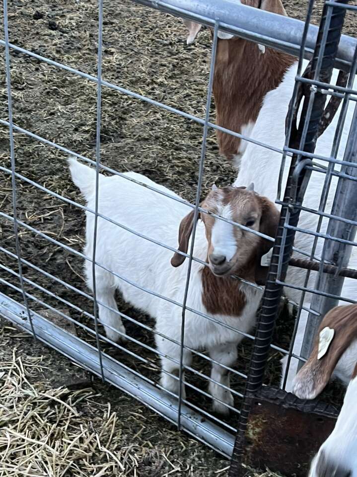 I’m In Search Of Any Farm Animals For Free