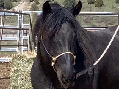 Blue Roan Ranch/Roping Bred Stud