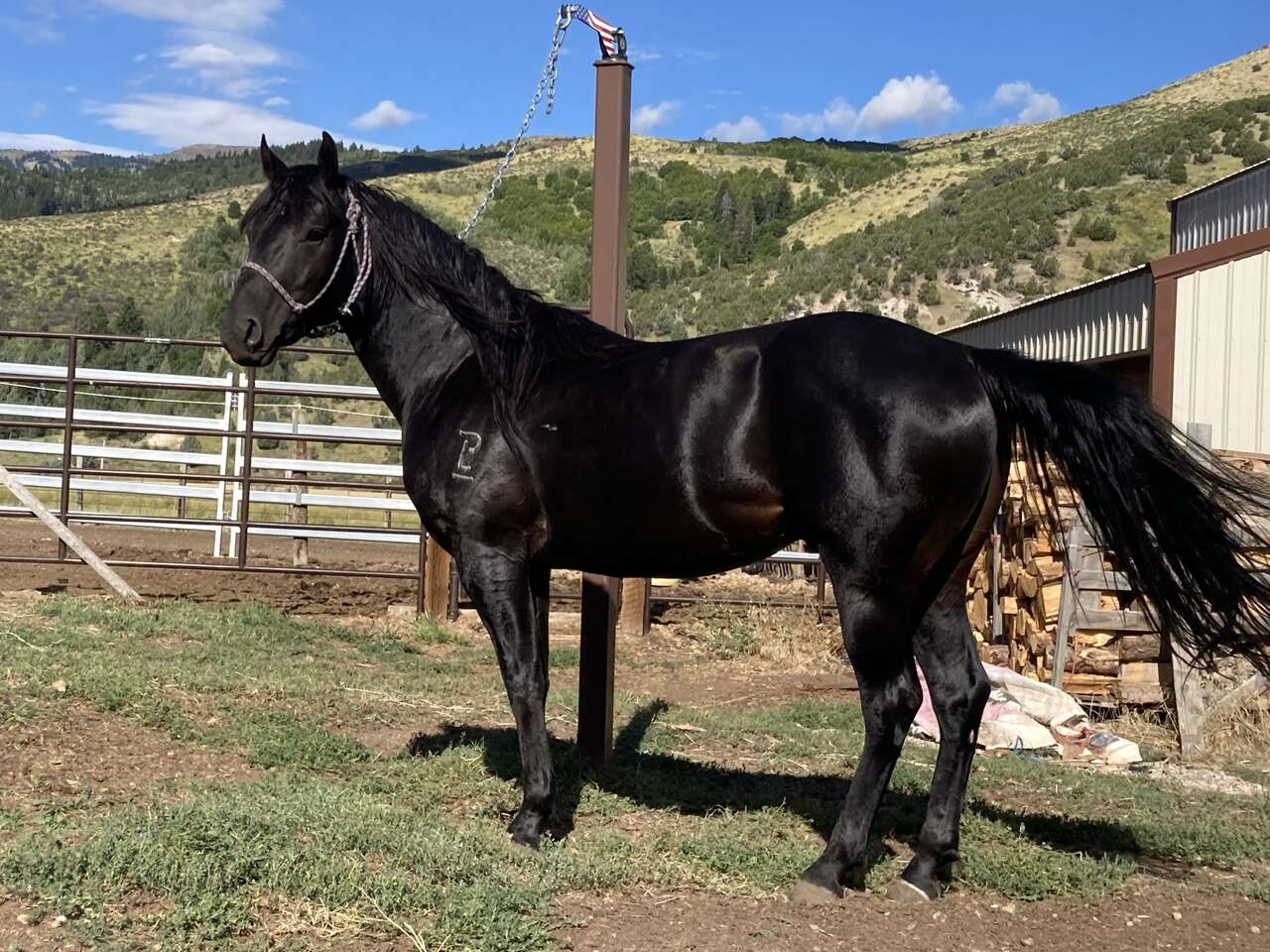 Driftwood Double Registered Stud