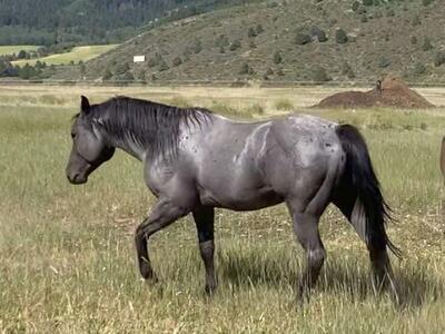 Blue Roan Ranch/Roping Bred Stud