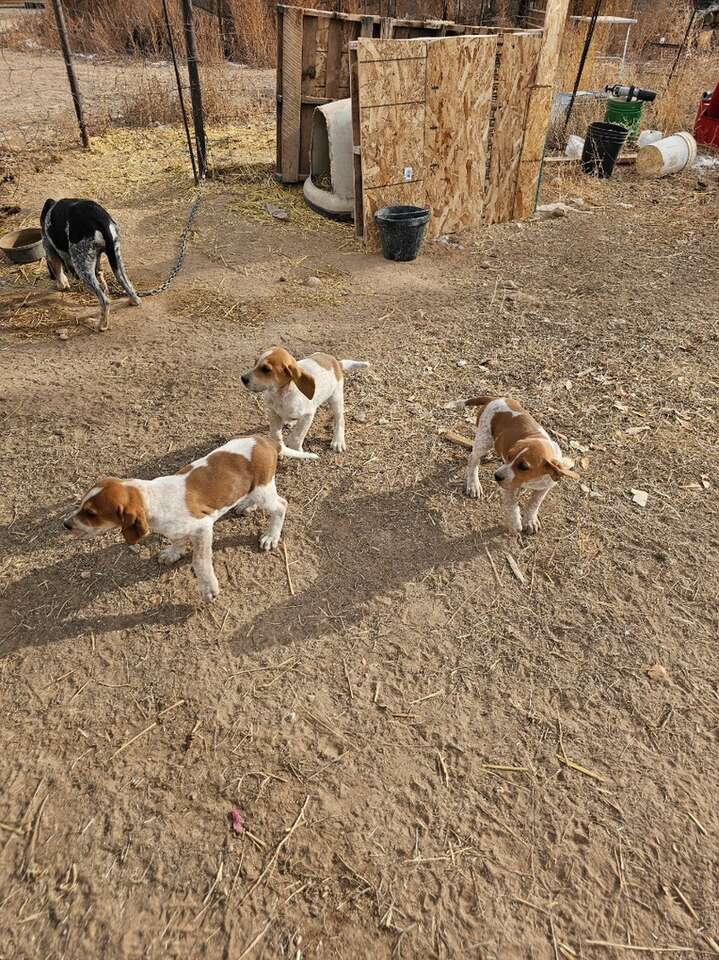 3 Hound Puppies Pets