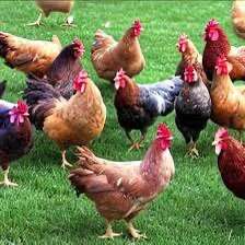 Free Chickens Livestock