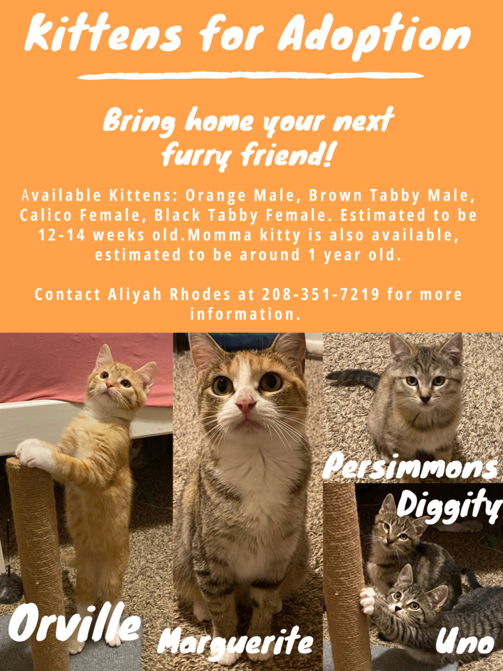 Kittens for Adoption! Pets