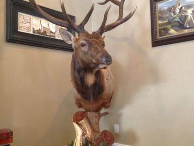 Custom Taxidermy Pedestals