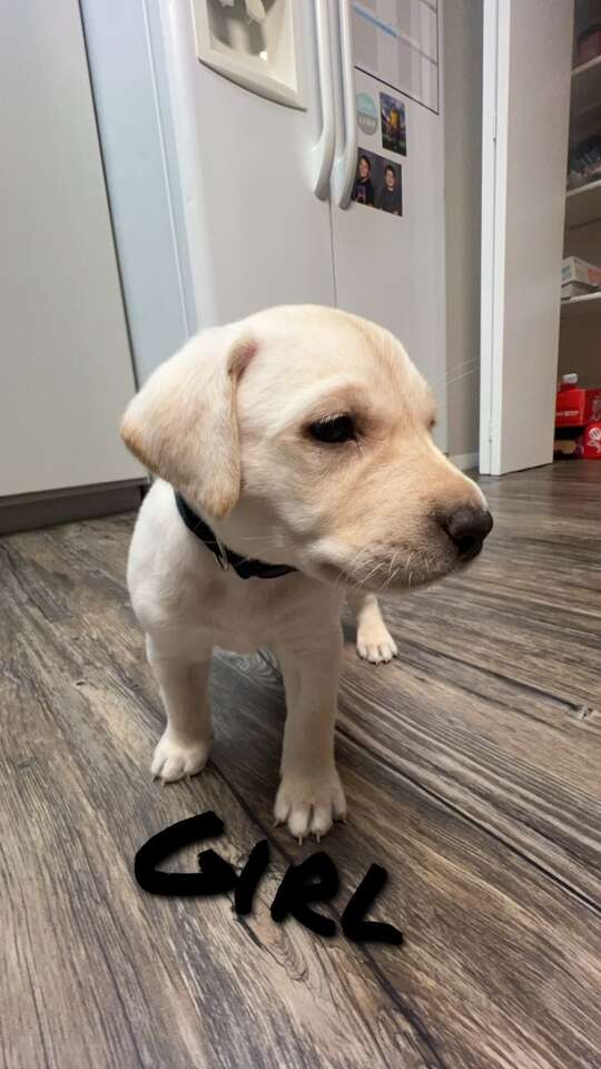 Lab Puppies For Sale! Pets