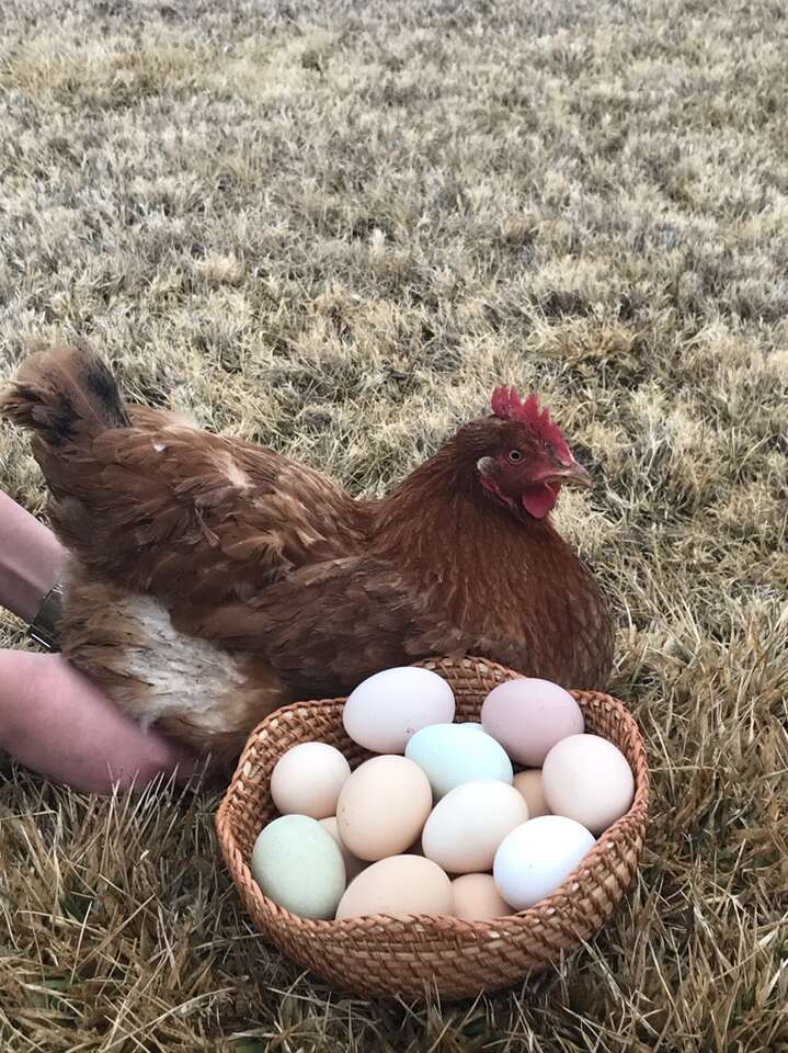 Fresh Eggs For Sale!