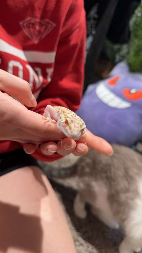 Female Raptor leopard gecko