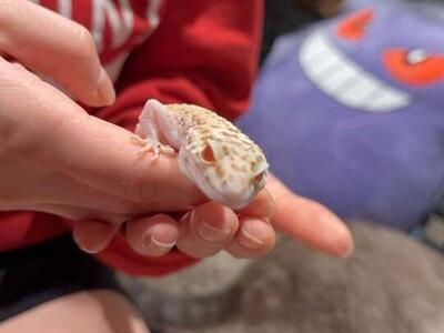 Female Raptor leopard gecko