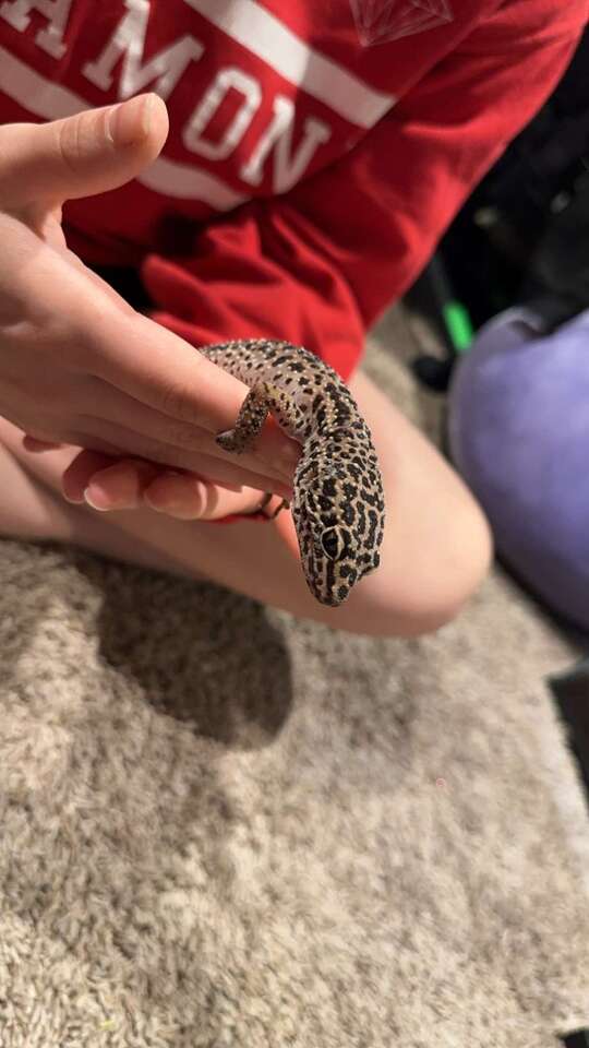 Female super giant leopard gecko