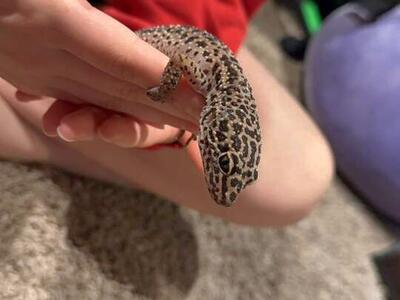 Female super giant leopard gecko