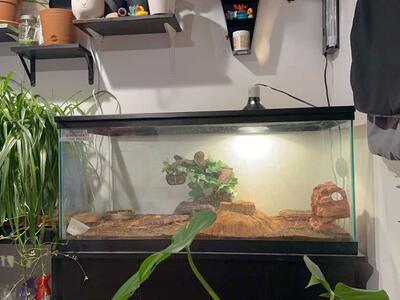 40 gallon tank/ terrarium with stand