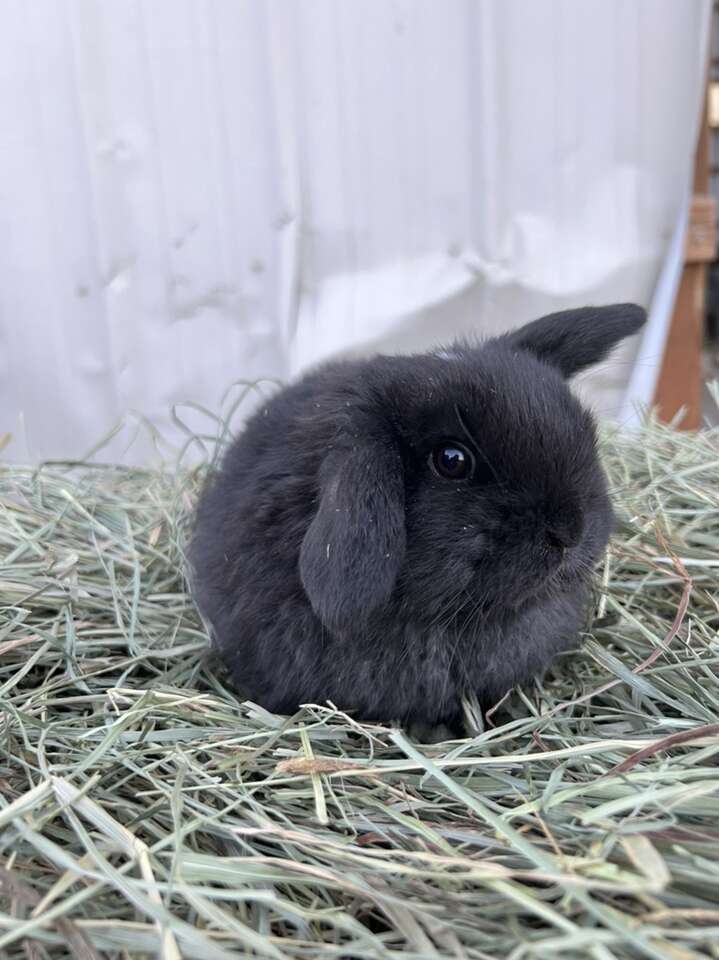 Pedigreed Holland Lop