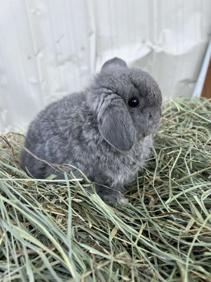 Holland Lop Doe