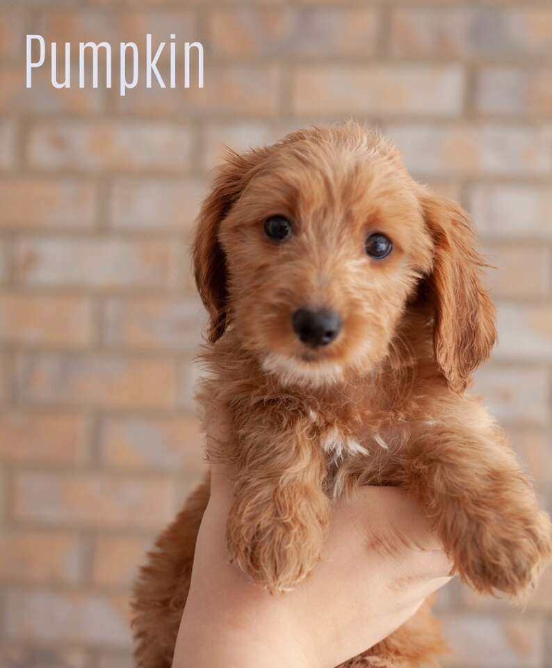 Mini Petite Micro Goldendoodles Major dis… Pets