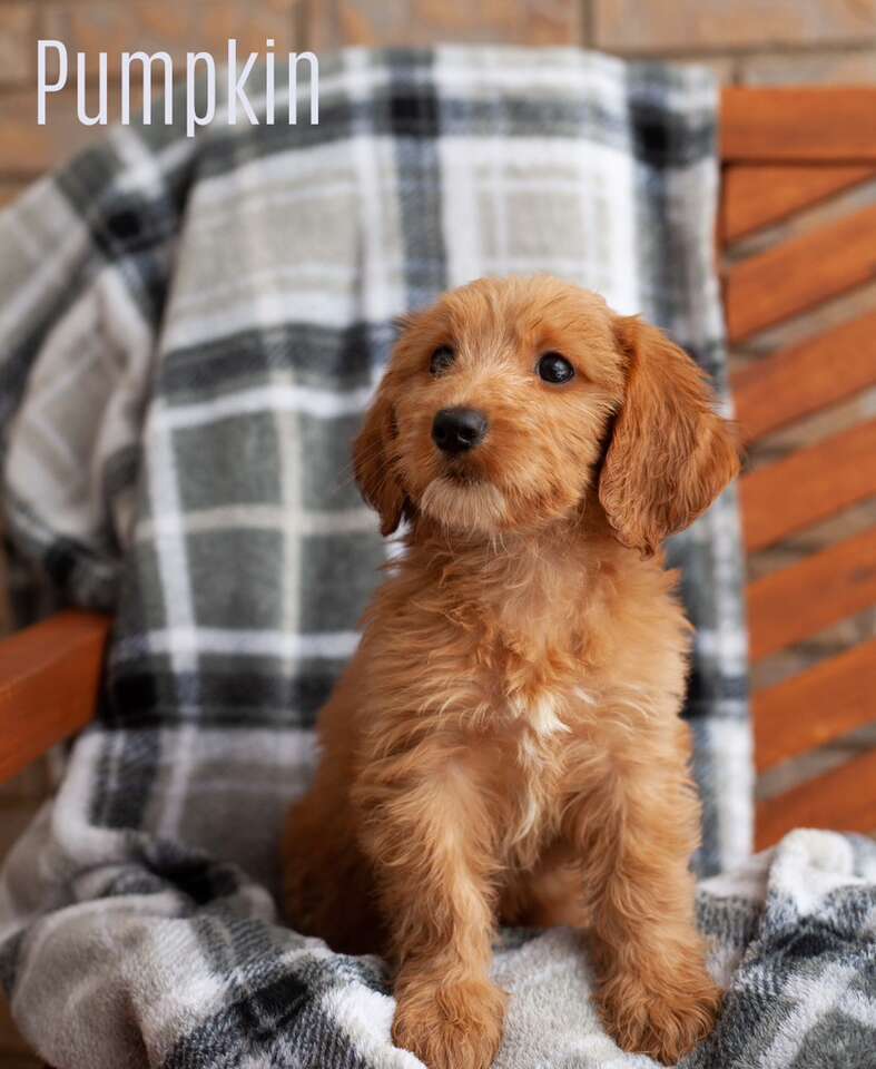 Mini Goldendoodle Meet Pumpkin DISCOUNTED Pets