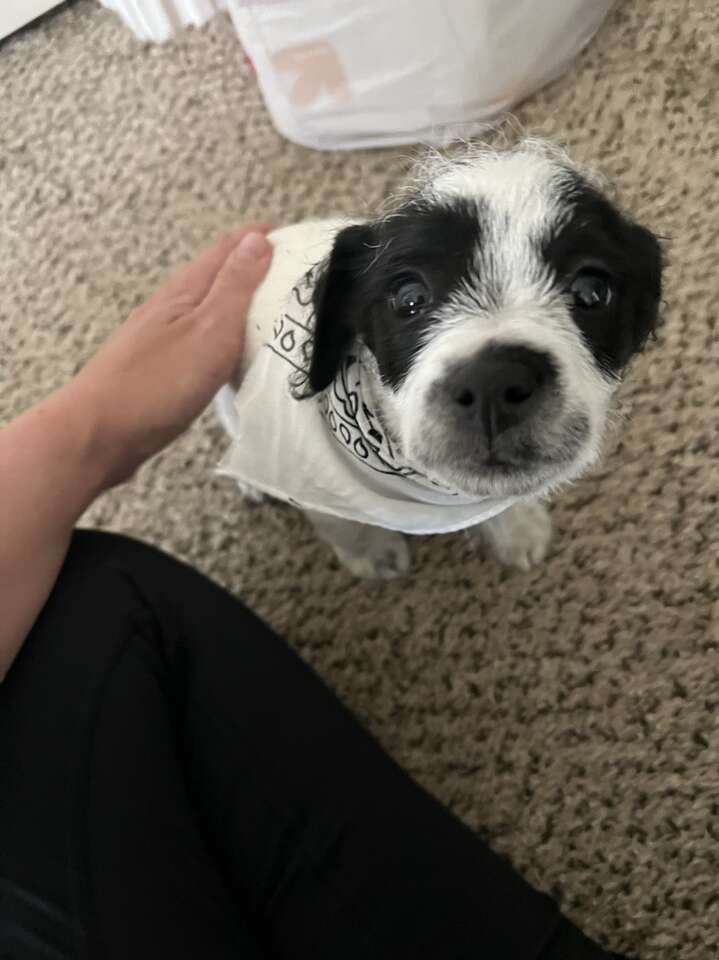 Free To A Good Home Pets