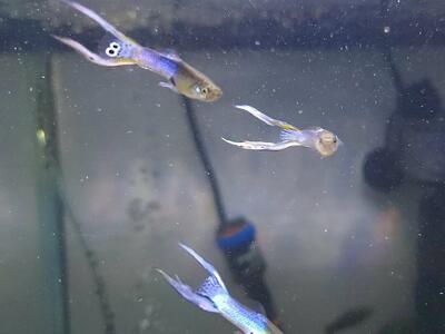Guppy / Endler Japan Blue Lyretail Pair / Trios