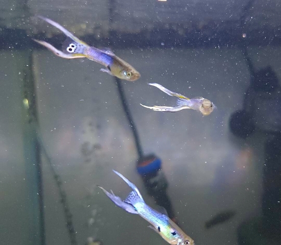 Guppy Endler Japan Blue Lyretail Pair Pets Ksl guppy-endler-japan-blue-lyretail-pair-pets-ksl