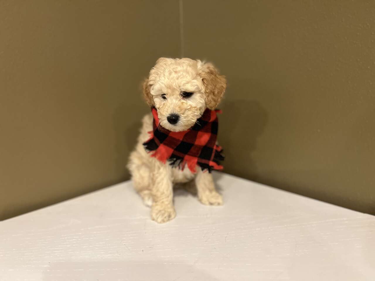 Mini Poodles 1 Apricot Male Left Coming To… Pets