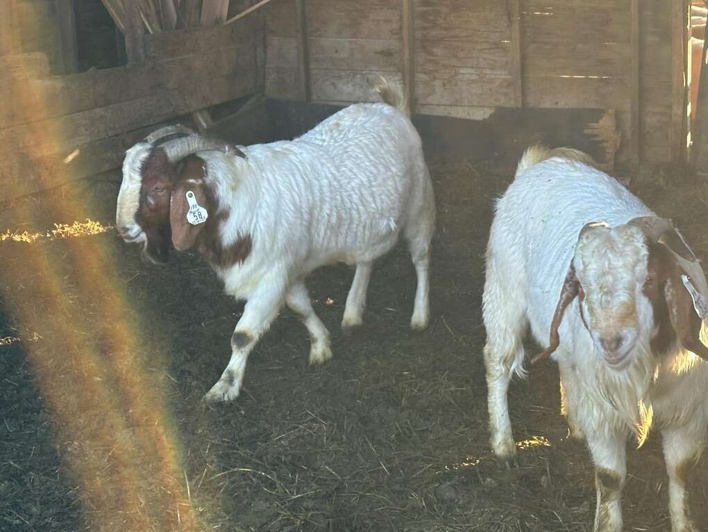 Boer Goats Livestock