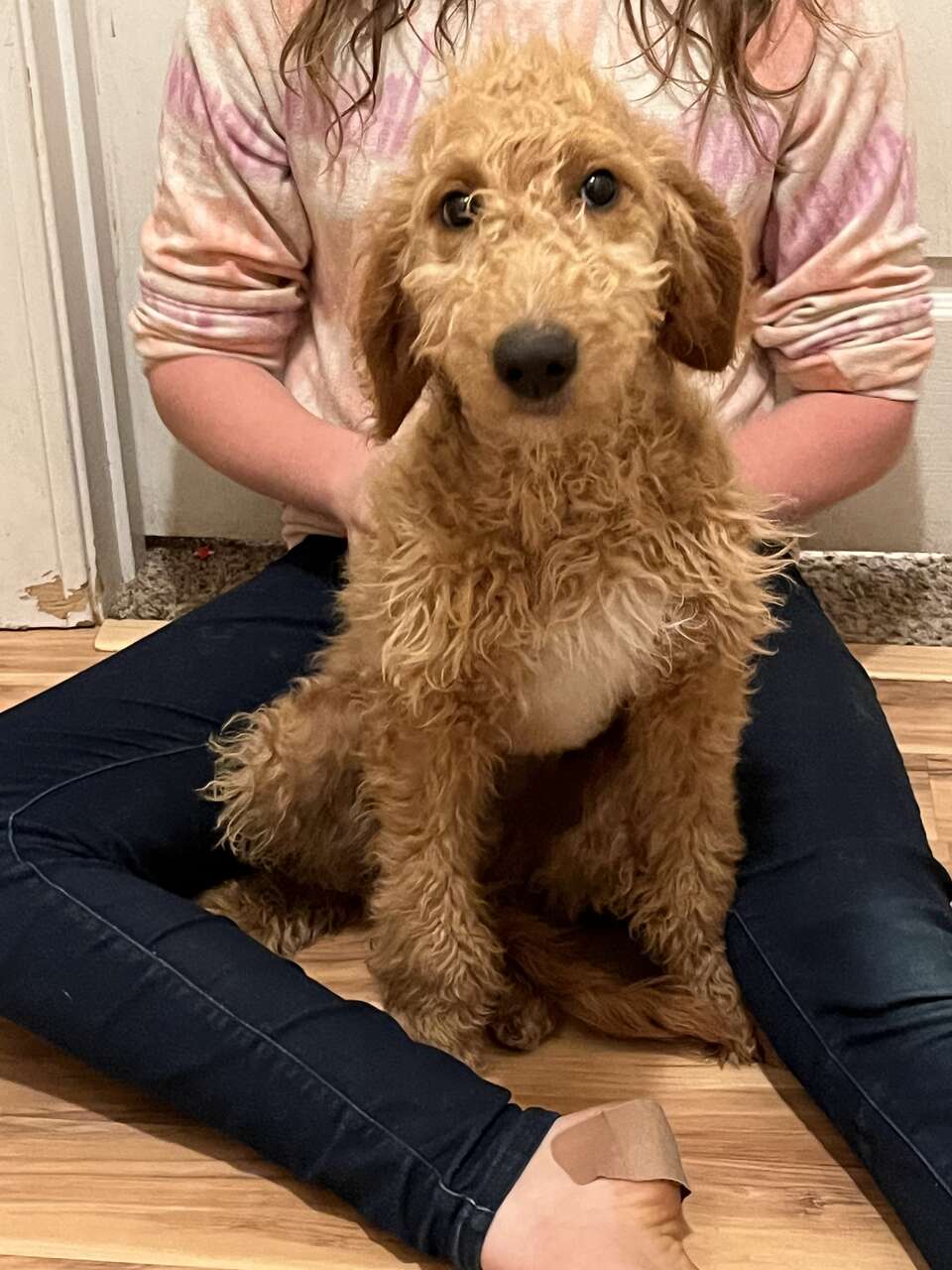 Mini goldendoodle Pets