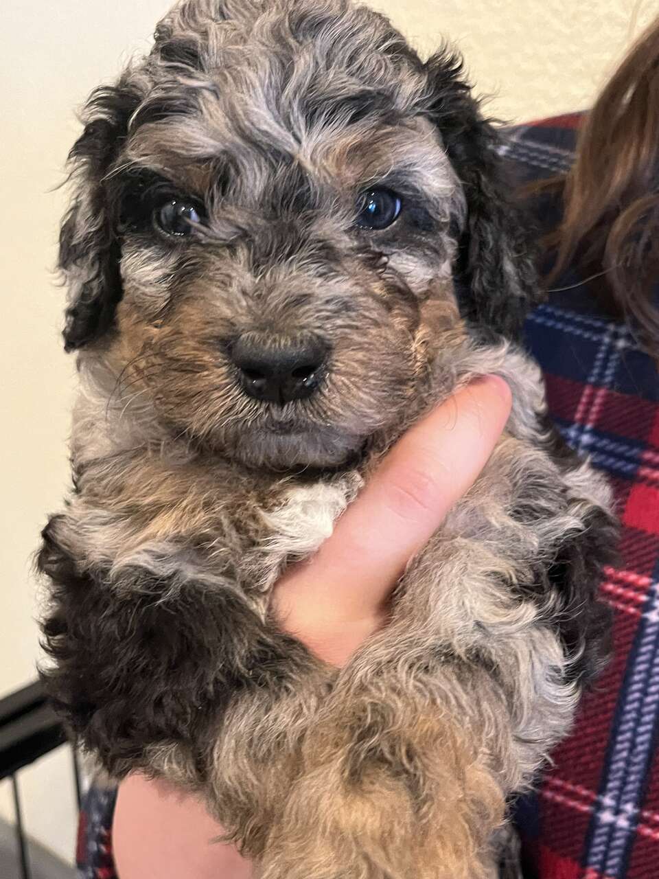 Mini bernedoodle Pets