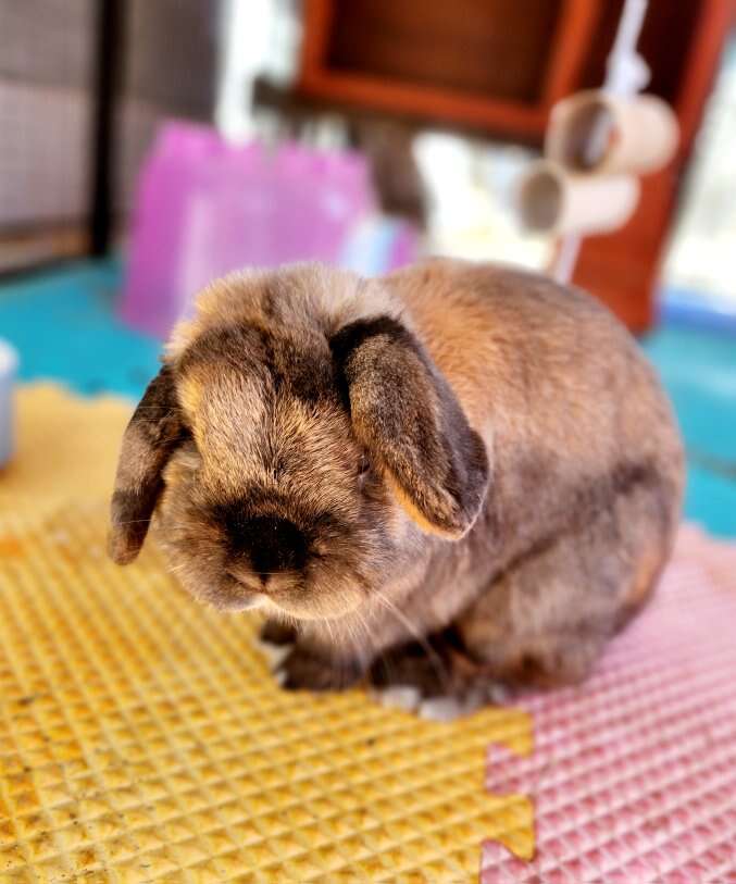 Sweet Male Holland Lop