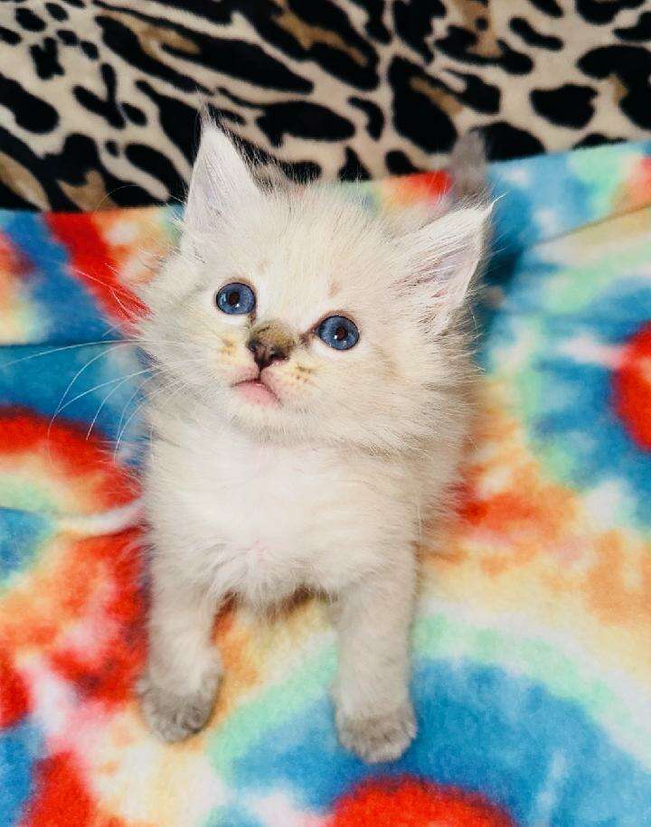 + RAGAMUFFIN RAGDOLL KITTENS + Pets