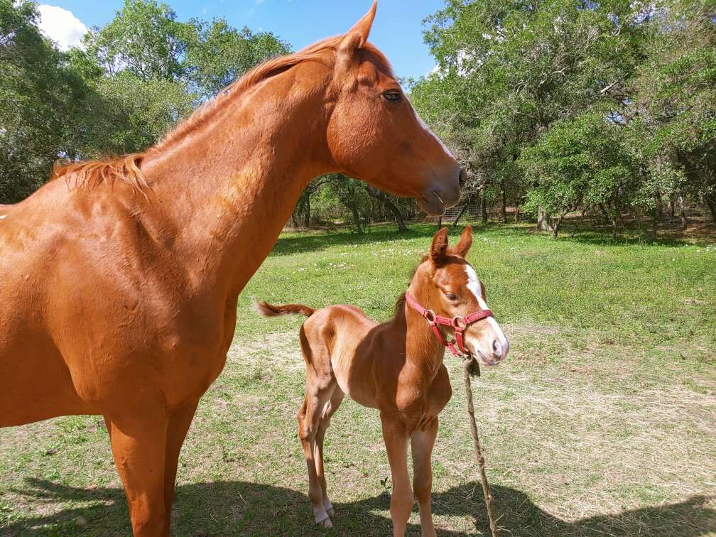 2008 mare In Utah aqha Reg
