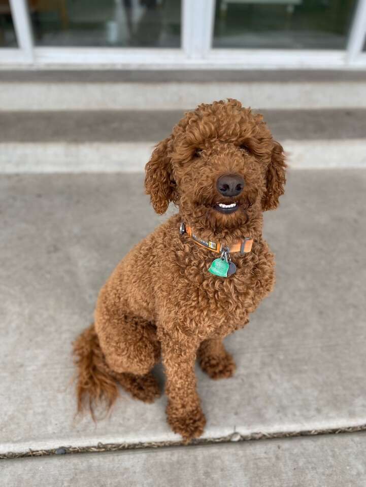 Clear Red Mini Poodle Pets