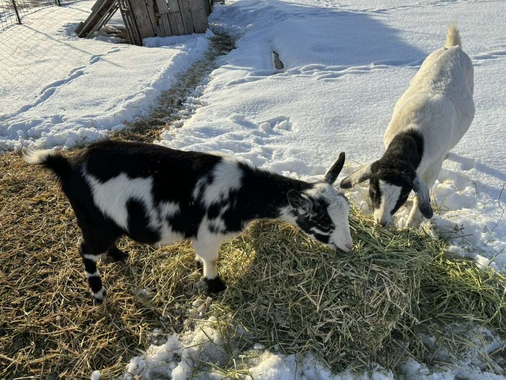 Goats For Sale Livestock