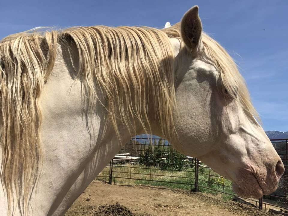 Perlino Fox Trotter with 1 Champagne Gene at Stud.