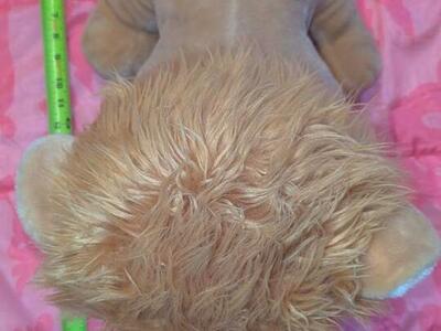 18 inch Louie the Lion Ty Beanie Boo.
He is in go