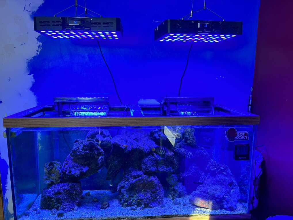 100 Gallon Fish Tank Pets