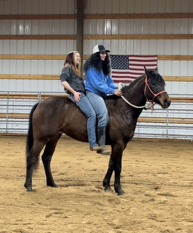 Registered Coming 3 Year Old | Livestock | ksl.com